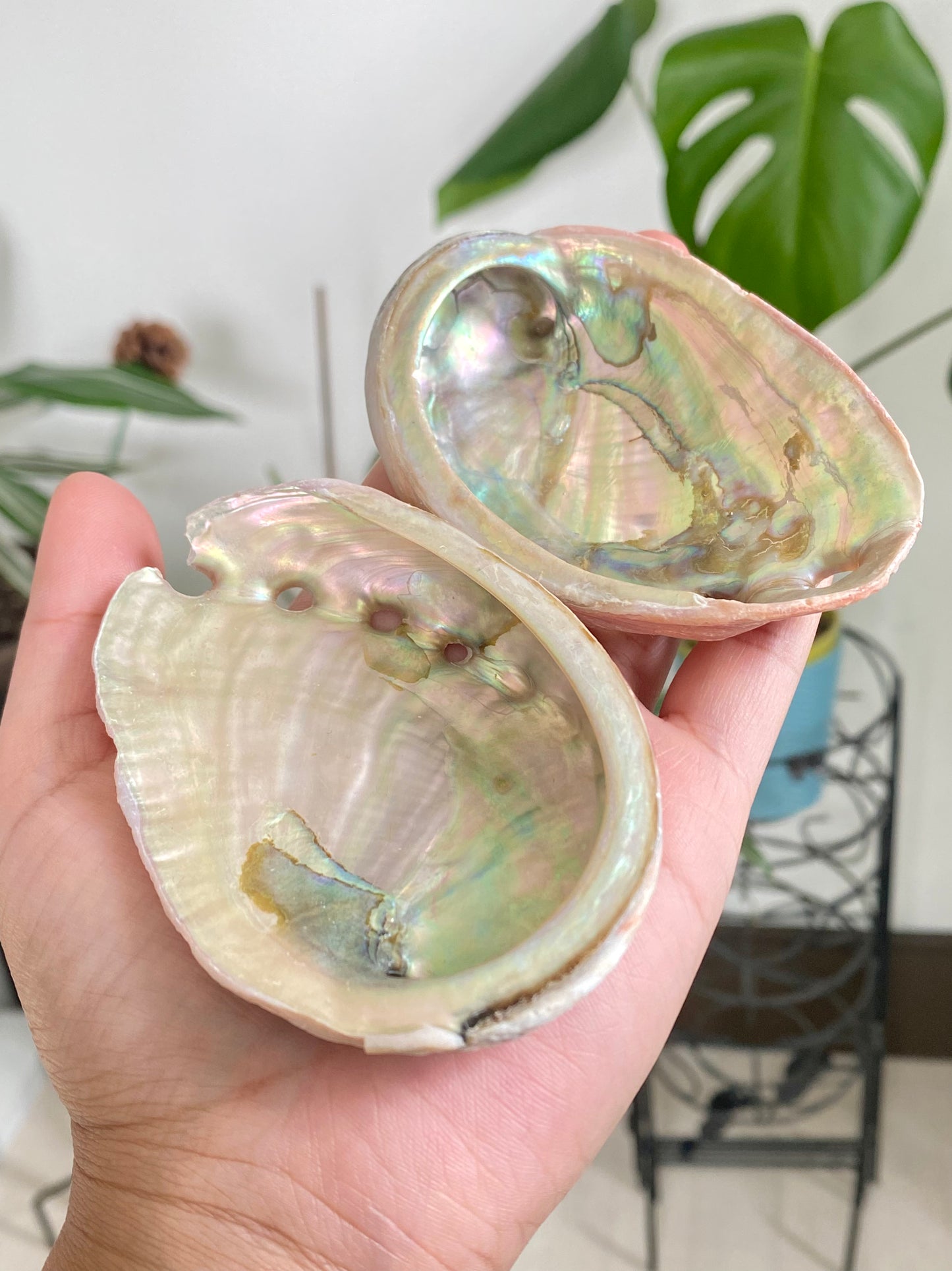 Abalone Shells