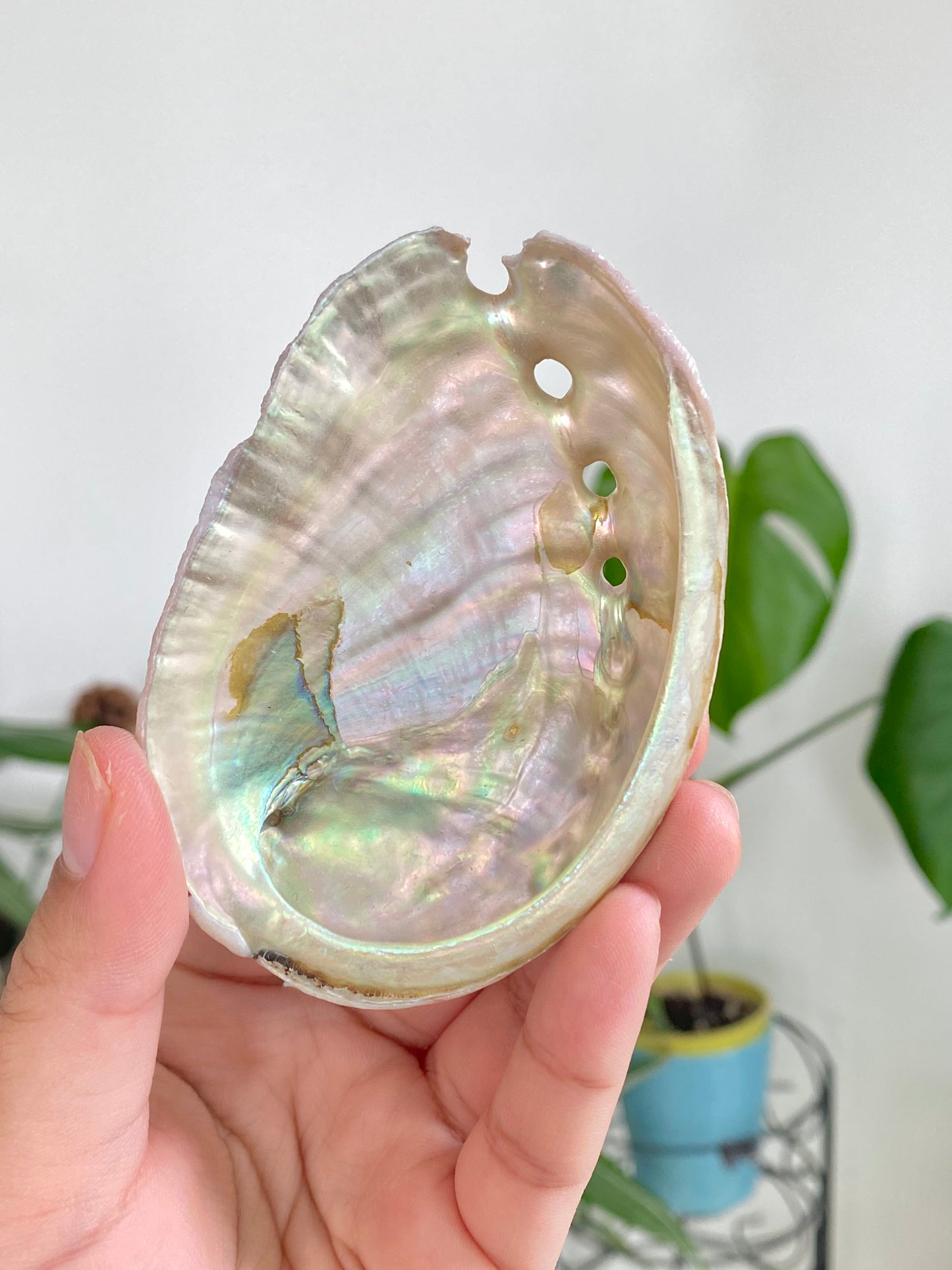 Abalone Shells