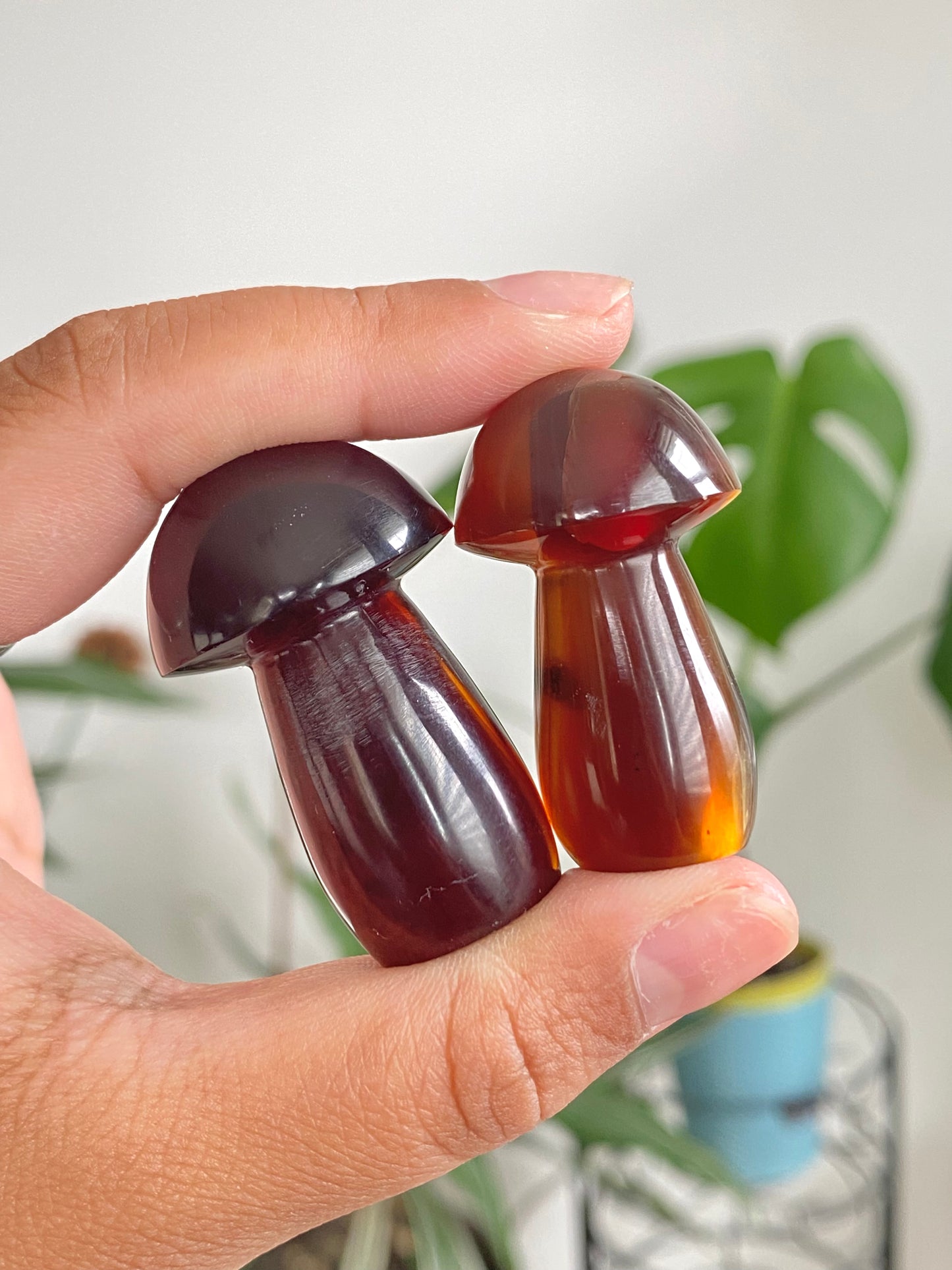 Indonesian Amber Mushrooms