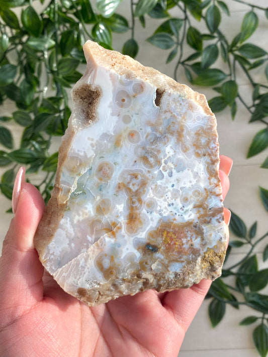 Orbicular Ocean Jasper Slab C