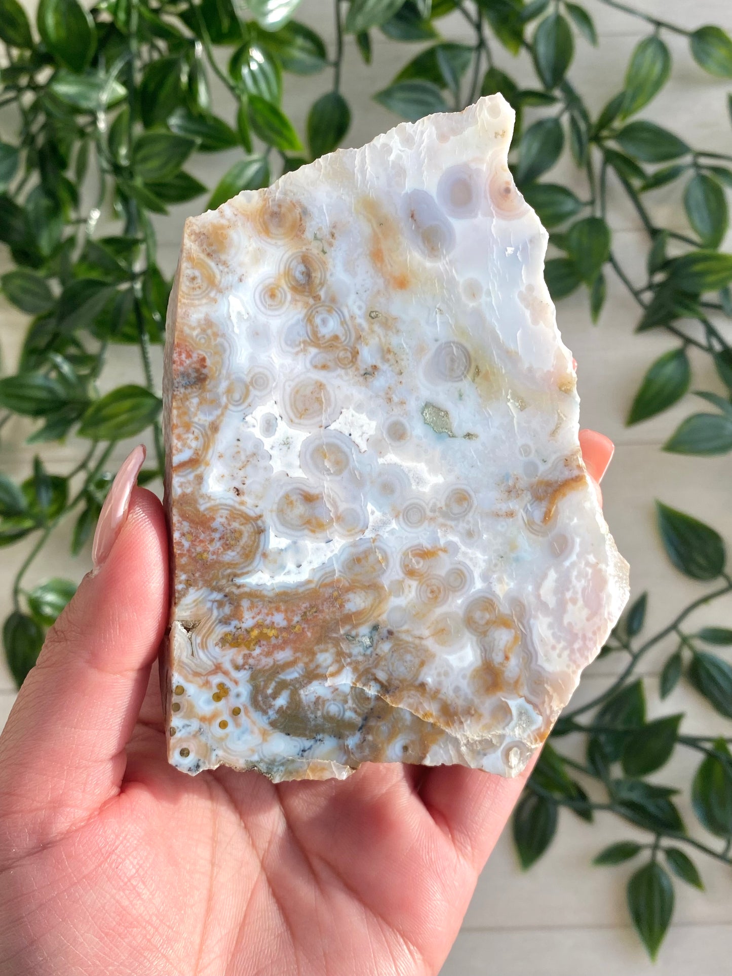 Orbicular Ocean Jasper Slab C