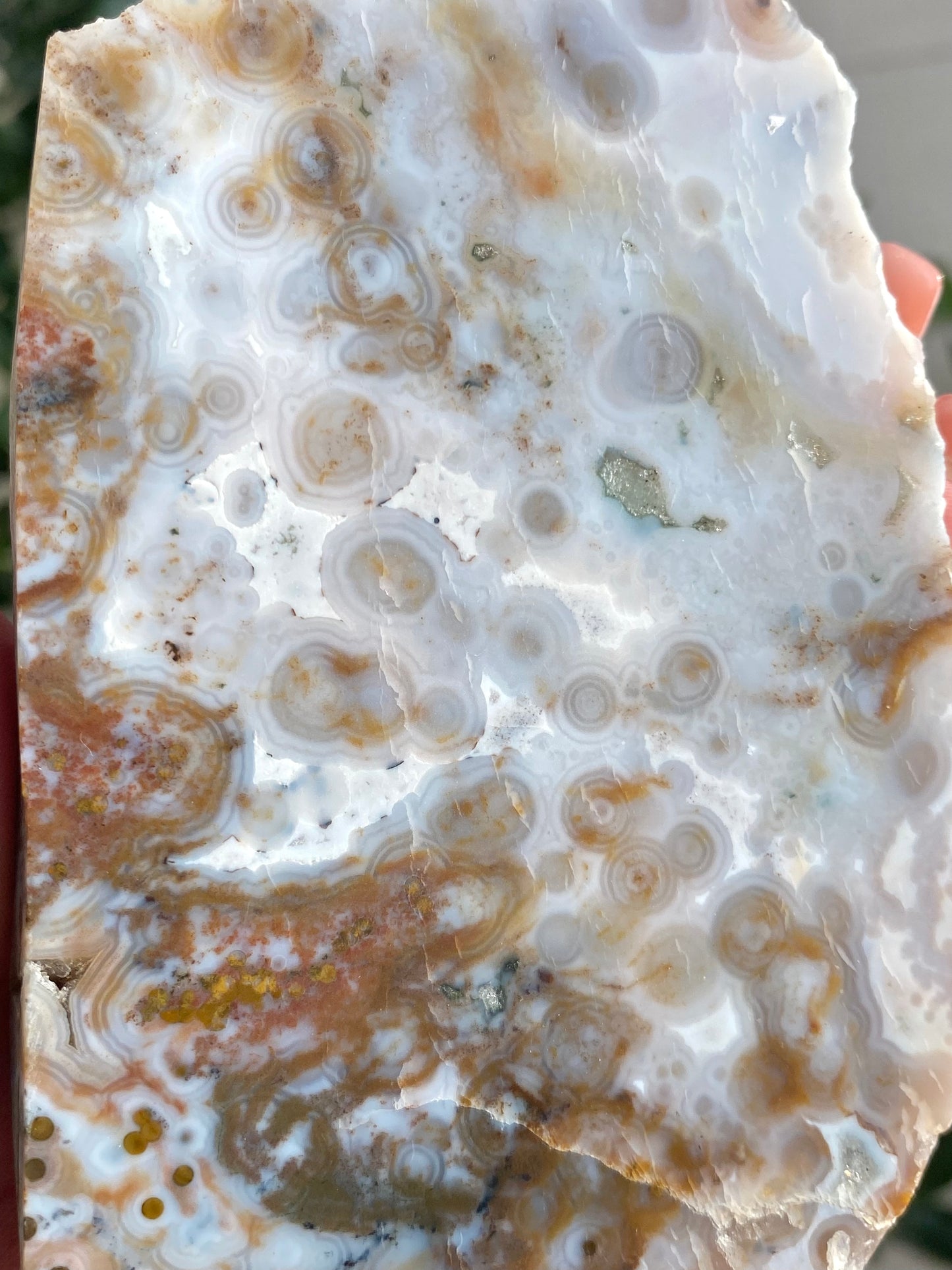 Orbicular Ocean Jasper Slab C