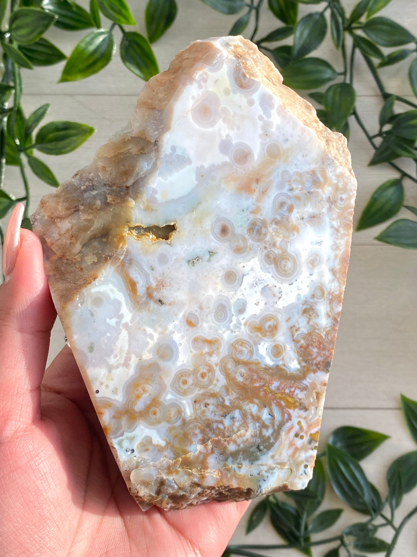 Orbicular Ocean Jasper Slab D